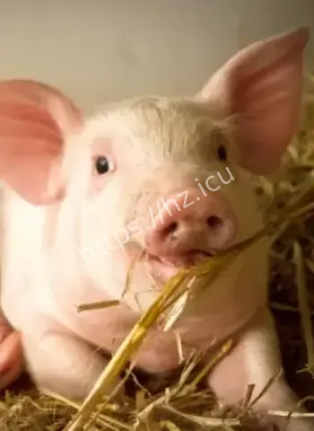 猪价跌至近7年新低